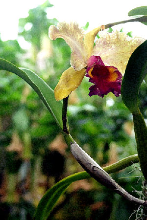 Hannan Print Gallery