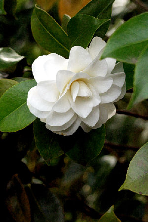 Hannan Print Gallery