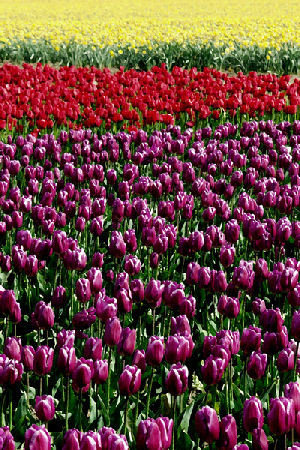 Hannan Print Gallery