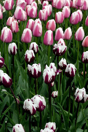 Hannan Print Gallery