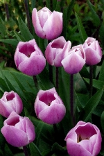 Filename=FL-40.JPG
Filesize=50KB
Dimensions=300x450
Date added=Mar 18, 2012 FL-40.JPG