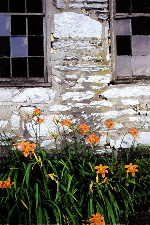 Day Lilies