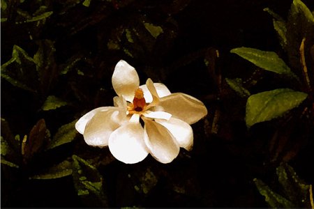 Magnolia