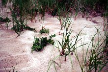 Cap Cod Beach Grass