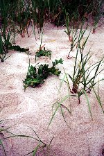 Cape Cod Beach Grass