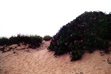 Cape Cod Dune 1