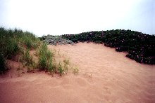 Cape Cod Dune 2