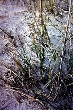 Dune Grass