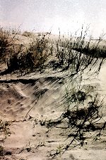 Grey Dune