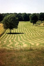 Hay On Ground