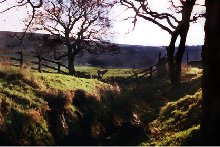 Lancaster Sheep