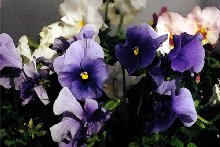 Pansies