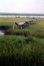 Salt Marsh Dock