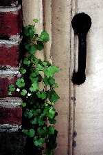 Vine Brick Door