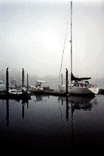 Woods Hole Fog